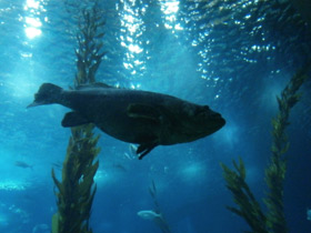 Смотреть фото Индоокеанский малоглазый групер Фото Индоокеанский малоглазый групер