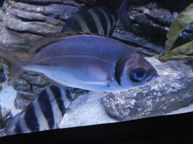 Смотреть фото Франсмадам Фото Франсмадам