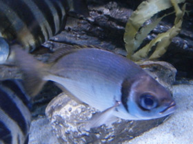 Смотреть фото Франсмадам Фото Франсмадам