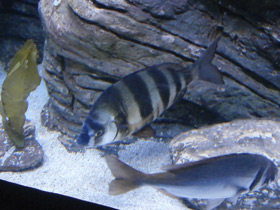 Смотреть фото Зубарь Фото Зубарь