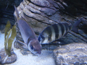 Смотреть фото Зубарь Фото Зубарь