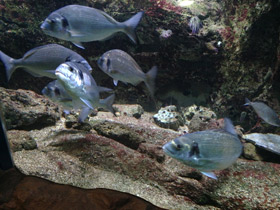 Смотреть фото Белый сарг Фото Белый сарг