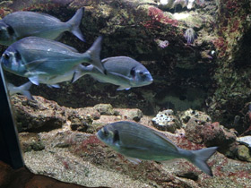 Смотреть фото Белый сарг Фото Белый сарг