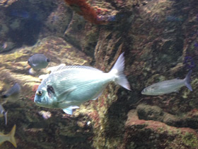 Смотреть фото Сальпа Фото Сальпа