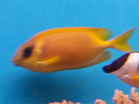 Фото Коралловый сиган