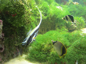 Смотреть фото Рогатый занкл Фото Рогатый занкл