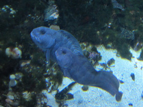 Фото Полосатая зубатка