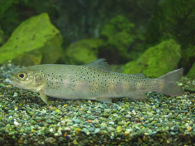 Смотреть фото Ленок Фото Ленок