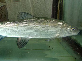 Смотреть фото Обыкновенный сиг Фото Обыкновенный сиг