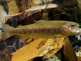 Смотреть фото Микижа Фото Микижа