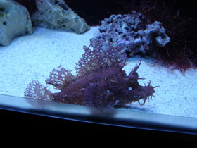 Смотреть фото Косматая рыба-скорпион Фото Косматая рыба-скорпион