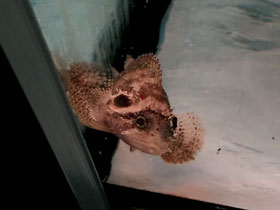 Фото Гуамская скорпена