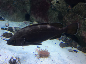 Смотреть фото Темный окунь Фото Темный окунь