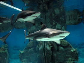 Чернопёрая рифовая акула Чернопёрая рифовая акула