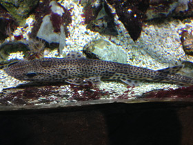Фото Звёздчатая кошачья акула