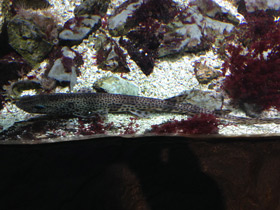 Фото Звёздчатая кошачья акула