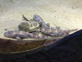 Фото Звёздчатая кошачья акула