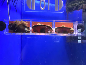 Фото Звёздчатая кошачья акула