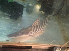 Смотреть фото Тигровая брахиплатистома Фото Тигровая брахиплатистома