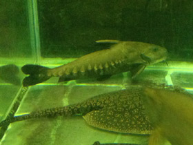 Смотреть фото Чёрный оксидорас Фото Чёрный оксидорас