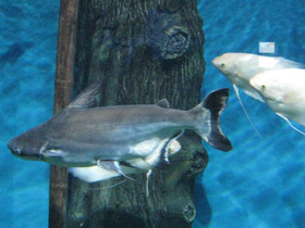 Смотреть фото Высокоплавничный пангасиус Фото Высокоплавничный пангасиус