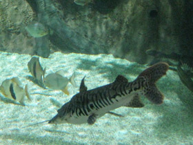 Смотреть фото Тигровая псевдоплатистома Фото Тигровая псевдоплатистома