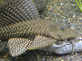 Смотреть фото Парчовый птеригоплихт Фото Парчовый птеригоплихт