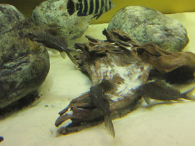 Смотреть фото Вуалевый синодонтис Фото Вуалевый синодонтис