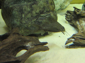 Смотреть фото Вуалевый синодонтис Фото Вуалевый синодонтис