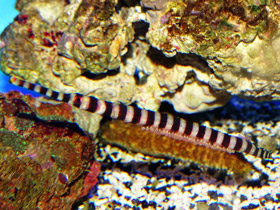 Смотреть фото Краснохвостая игла-зебра Фото Краснохвостая игла-зебра