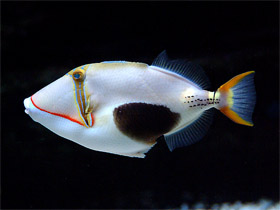 Смотреть фото Бородавчатый спинорог Фото Бородавчатый спинорог