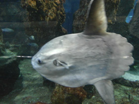 Смотреть фото Обыкновенная луна-рыба Фото Обыкновенная луна-рыба