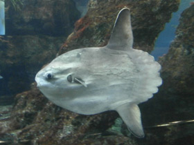 Смотреть фото Обыкновенная луна-рыба Фото Обыкновенная луна-рыба