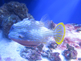 Смотреть фото Полосатый кузовок-акарана Фото Полосатый кузовок-акарана