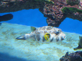 Фото Белопятнистый колючий аротрон