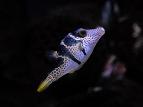 Смотреть фото Чернополосый иглобрюх Фото Чернополосый иглобрюх