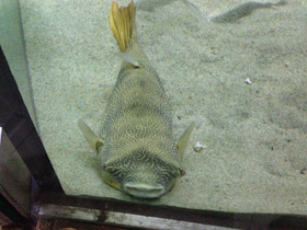 Смотреть фото Тетрадон мбу Фото Тетрадон мбу