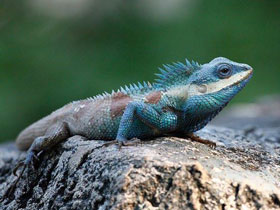 Смотреть фото Усатый калот Фото Усатый калот