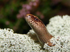 Смотреть фото Ломкая веретеница, или медяница Фото Ломкая веретеница, или медяница