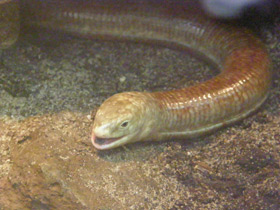 Смотреть фото Желтопузик Фото Желтопузик