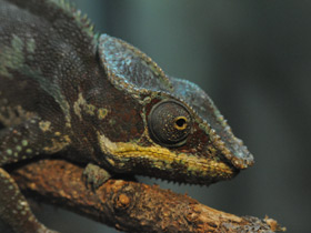 Смотреть фото Пантеровый хамелеон Фото Пантеровый хамелеон