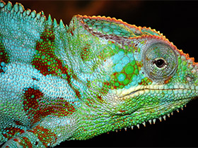 Смотреть фото Пантеровый хамелеон Фото Пантеровый хамелеон