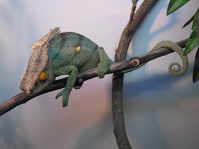 Смотреть фото Хамелеон Парсона Фото Хамелеон Парсона