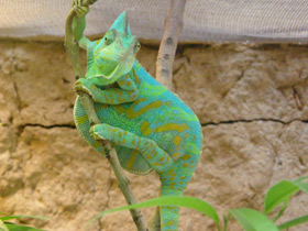 Смотреть фото Йеменский хамелеон Фото Йеменский хамелеон