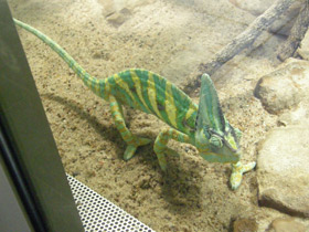 Смотреть фото Йеменский хамелеон Фото Йеменский хамелеон