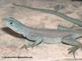 Смотреть фото Мадагаскарская голубая игуана Фото Мадагаскарская голубая игуана