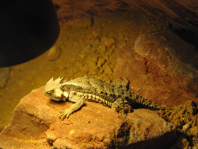 Смотреть фото Гигантская жабовидная ящерица Фото Гигантская жабовидная ящерица