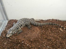 Фото Аргентинский тэгу