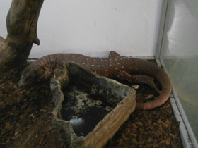 Фото Красный тэгу