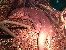 Фото Красный тэгу